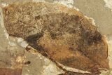 Fossil Leaf (Fagopsis sp) Plate - McAbee, BC #226137-1